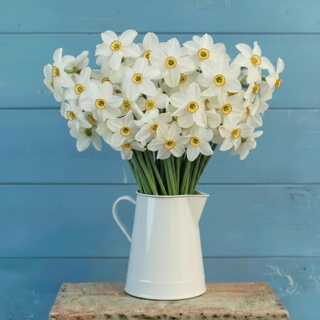 Poeticus Recurvus, Daffodil - 10 Bulbs image number null